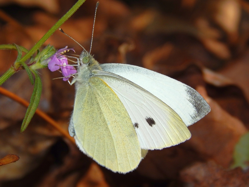 Pieris...?